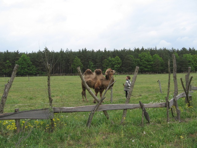 velbloud v Dojlandu?