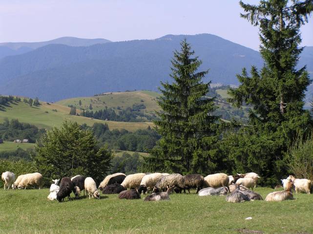 Karpaty